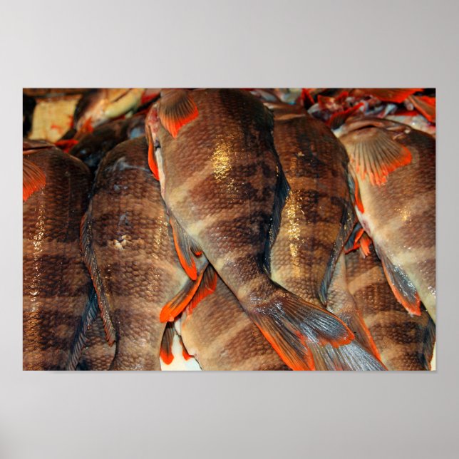 Fresh fish poster (Front)