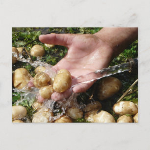 Fresh Garden Potatoes Getting Washed Postcard