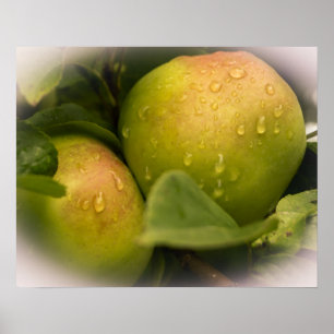Fresh Green Apples with a Misty Border Poster