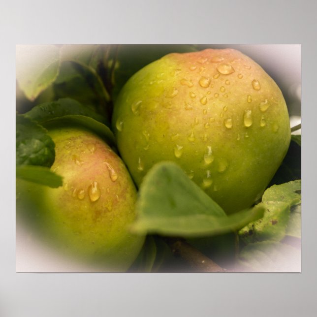 Fresh Green Apples with a Misty Border Poster (Front)
