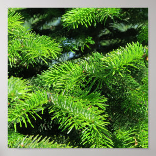 fresh green fir tree popular decoration
