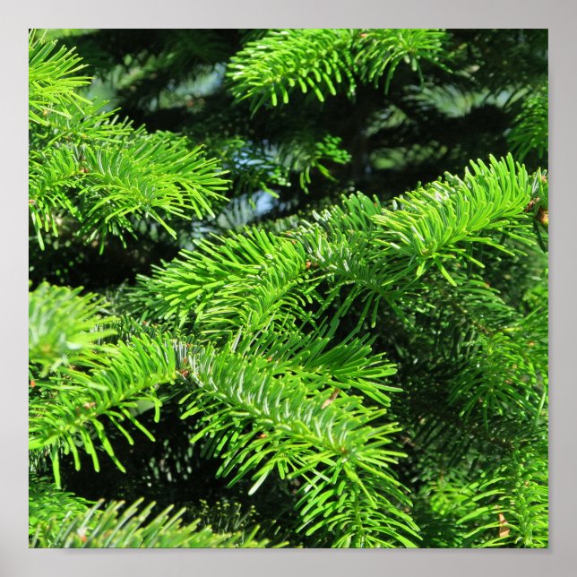 fresh green fir tree popular decoration (Front)