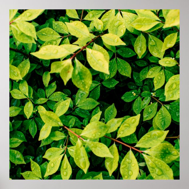 fresh green leaves look beautiful and very natural poster (Front)