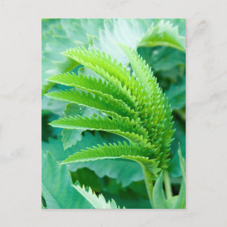 Fresh Green Leaves Postcard