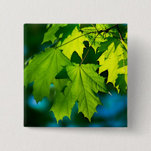 Fresh green maple leaves 15 cm square badge