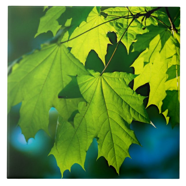 Fresh green maple leaves ceramic tile (Front)