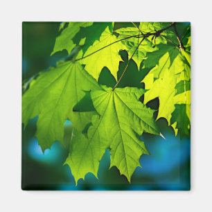 Fresh green maple leaves magnet
