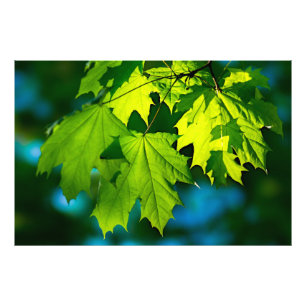 Fresh green maple leaves photo print