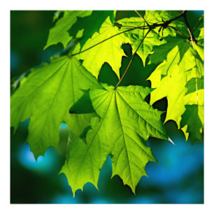 Fresh green maple leaves photo print