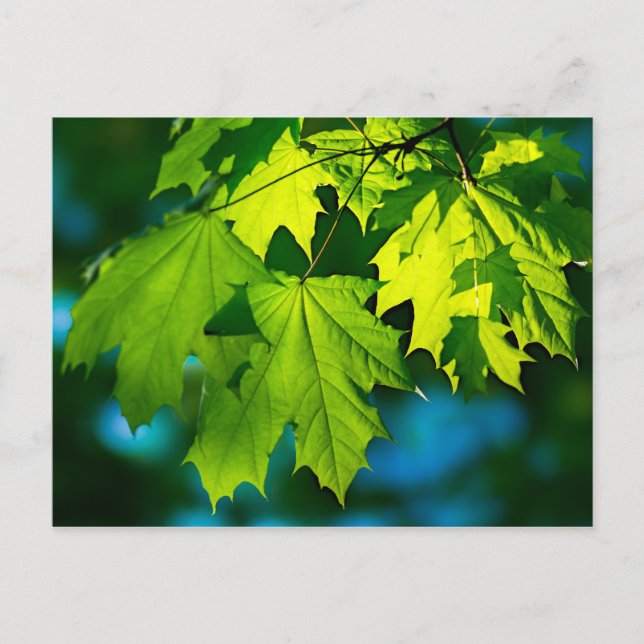 Fresh green maple leaves postcard (Front)