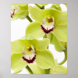 Fresh Green Orchid - Isolated on white Poster