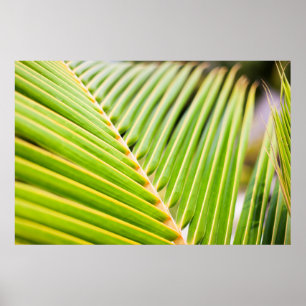 Fresh green palm tree leaves poster