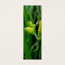 fresh green spring lily buds with rain drops.