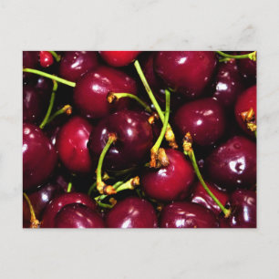 Fresh Juicy Cherries with Water Drops Postcard