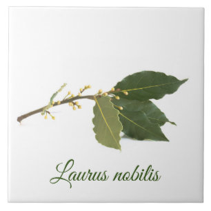 Fresh laurel leaves ceramic tile