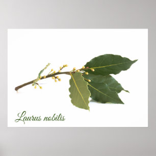 Fresh laurel leaves poster