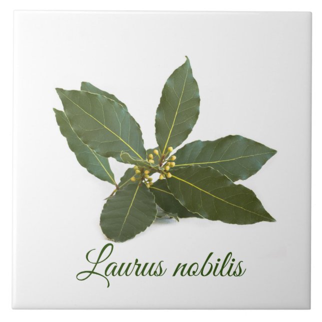 Fresh laurel leaves tile (Front)