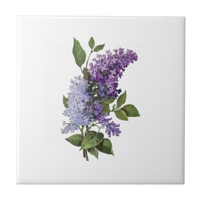 Fresh Lilacs - French Country Home Decor  Ceramic Tile (Front)