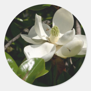 Fresh Magnolia Bloom Classic Round Sticker