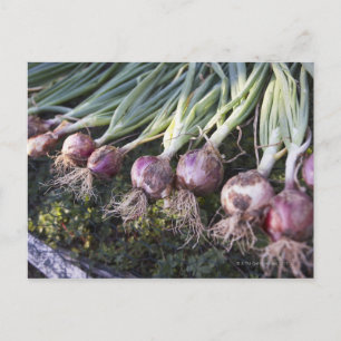 Fresh Onions, Domaine de l'Ardagnole, Postcard