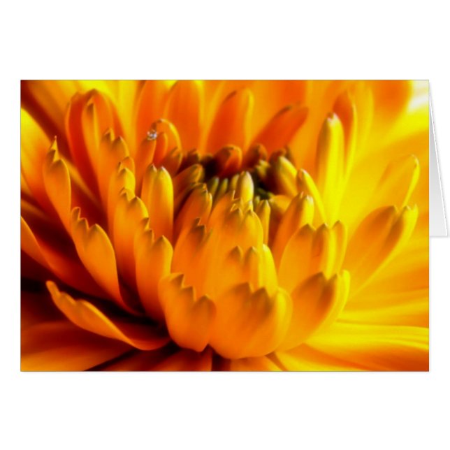 Fresh Orange  #2 Card (Front Horizontal)