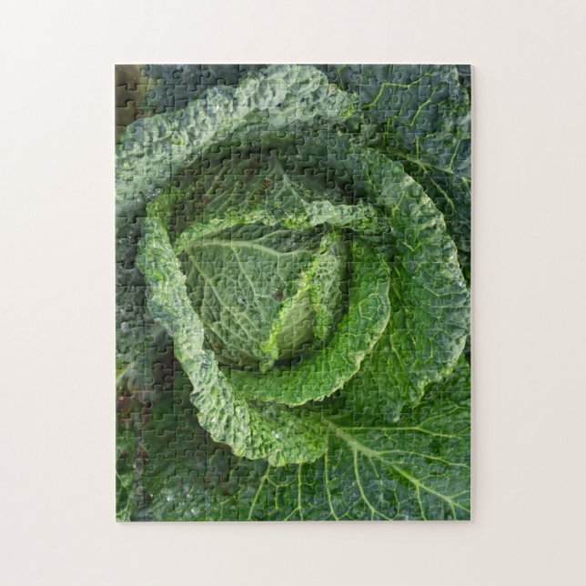 Fresh Organic Cabbage Head Jigsaw Puzzle (Vertical)