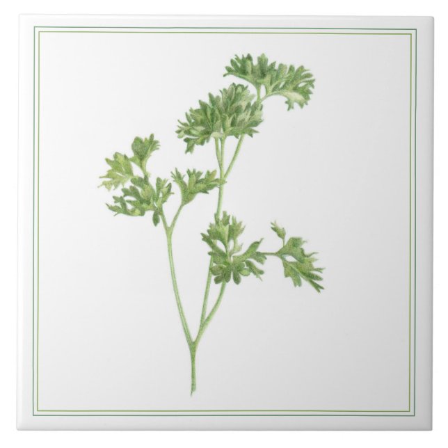 FRESH PARSLEY 6x6 Ceramic Tile (-text) (Front)