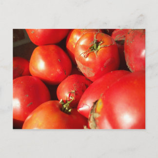Fresh Picked Tomatoes Postcard