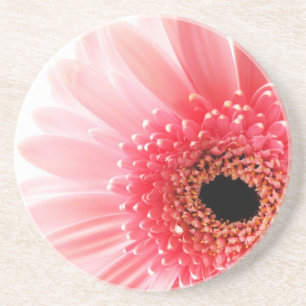 Fresh Pink Gerbera Daisy Photograph Coaster