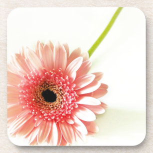 Fresh Pink Gerbera Daisy Photograph Coaster