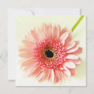 Fresh Pink Gerbera Daisy Photograph Invitation