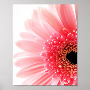 Fresh Pink Gerbera Daisy Photograph Poster