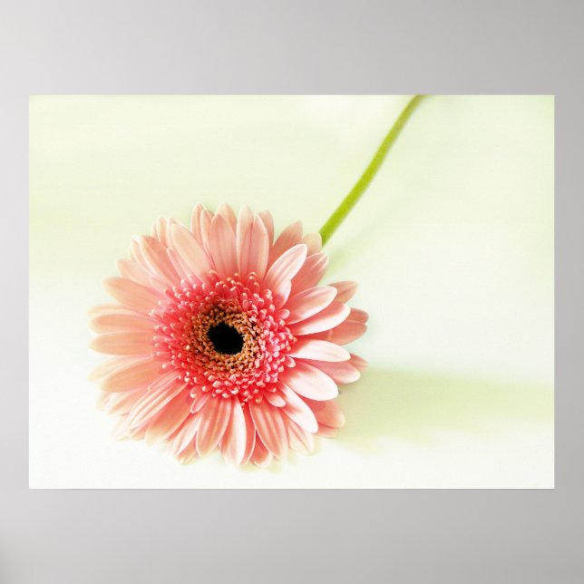 Fresh Pink Gerbera Daisy Photograph Poster (Front)