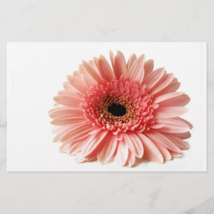 Fresh Pink Gerbera Daisy Photograph Stationery