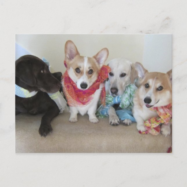 Fresh Produce scarves on puppies Postcard (Front)