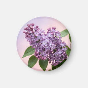 Fresh Purple Lilac Blossoms Spring Floral  Magnet