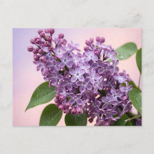 Fresh Purple Lilac Blossoms Spring Floral  Postcard