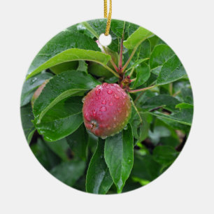 Fresh red apple on tree ceramic ornament