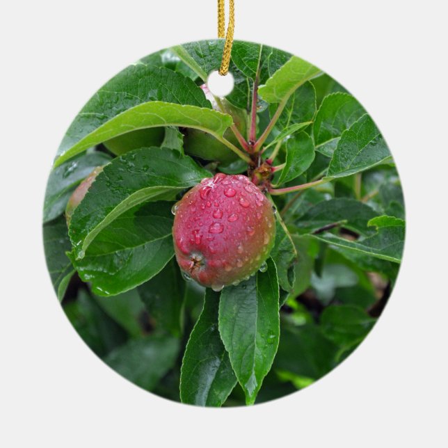 Fresh red apple on tree ceramic ornament (Front)