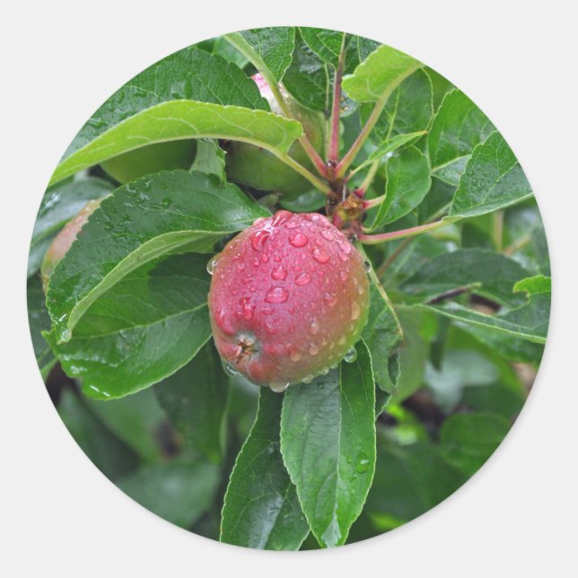 Fresh red apple on tree classic round sticker (Front)