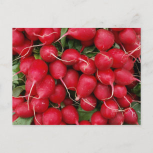 Fresh Red Radishes Postcard