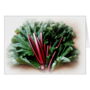 Fresh Rhubarb Stalks and Leaves