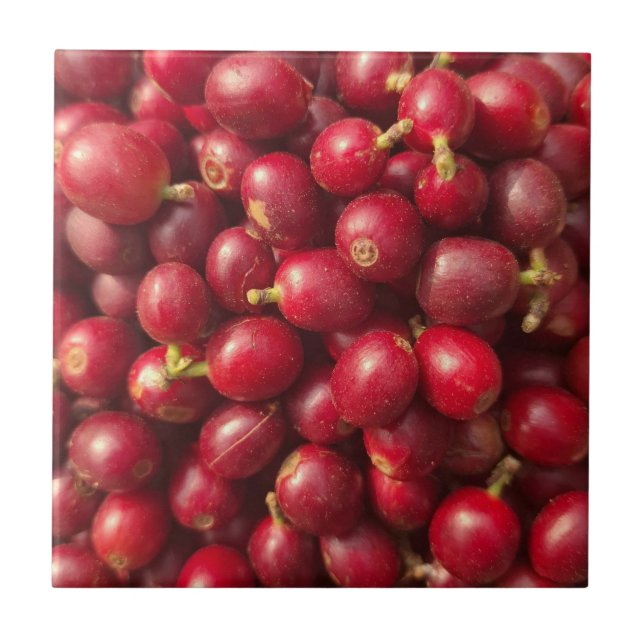 Fresh, ripe red coffee cherries ceramic tile (Front)