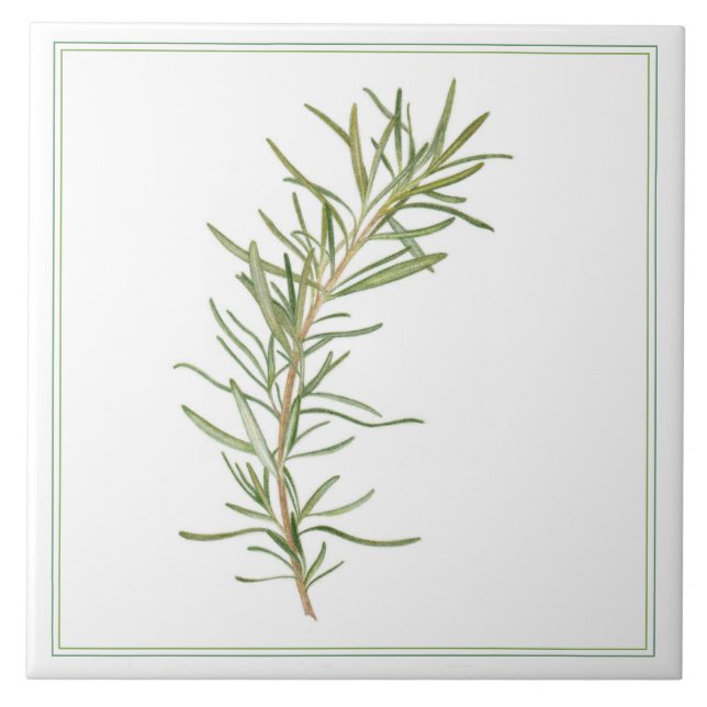 FRESH ROSEMARY 6x6 Ceramic Tile (-text) (Front)