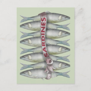 Fresh Sardines Postcard