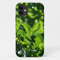 fresh spring green leaves. nature photography.