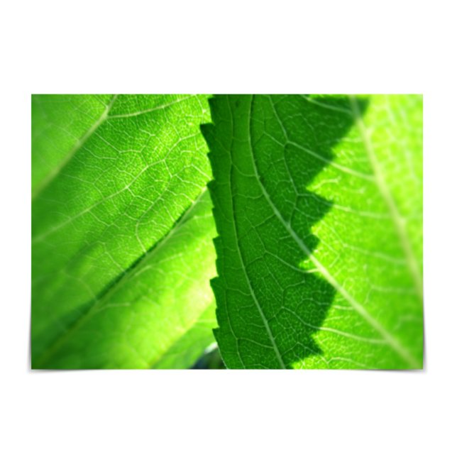 "Fresh Start" New Job Green Leaf Card (Creator Uploaded)