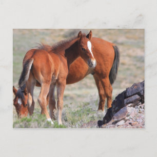 Fresh Start Postcard