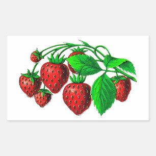 Fresh Strawberries Rectangular Sticker