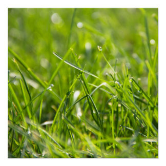Fresh Summer Morning Grass Poster